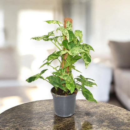 Syngonium 'Mottled'