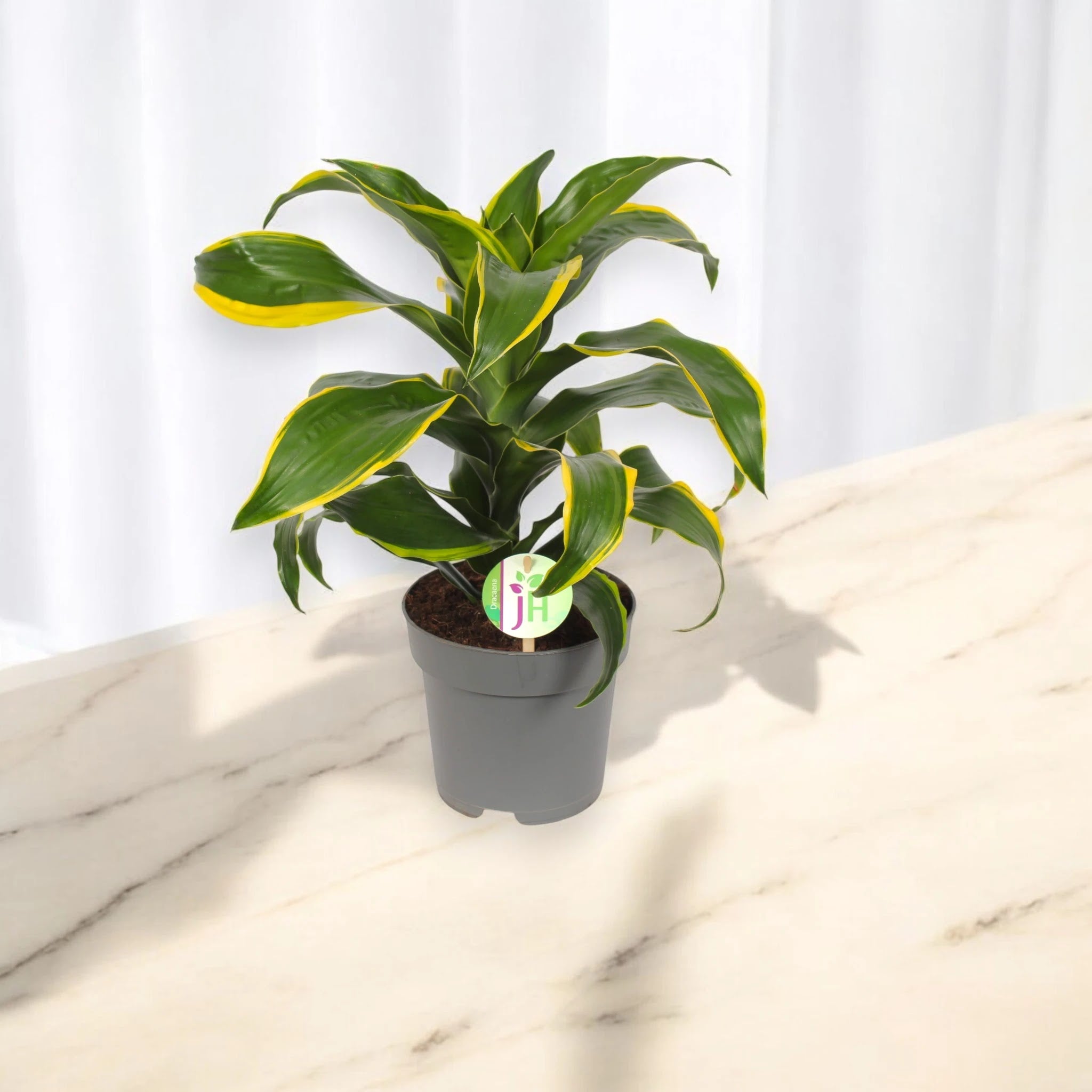 Dracaena fragrans 'Dorado'