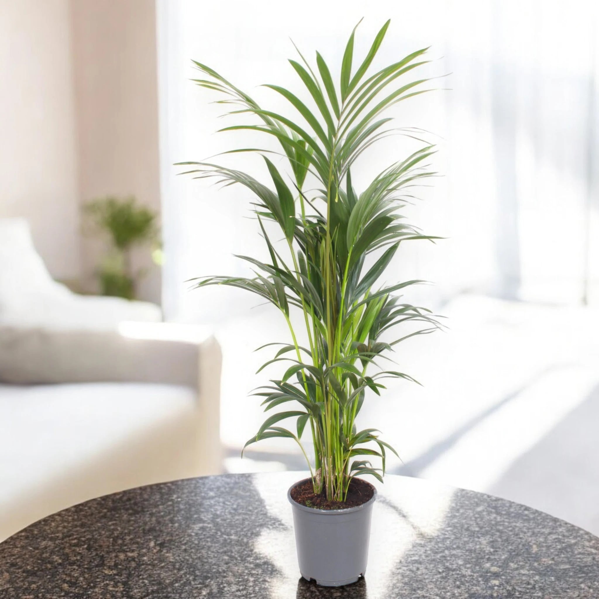 Howea forsteriana (Kentia)