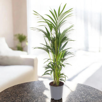 Howea forsteriana (Kentia)
