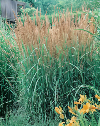 Pannocchie autunnali dorate di Calamagrostis Karl Foerster