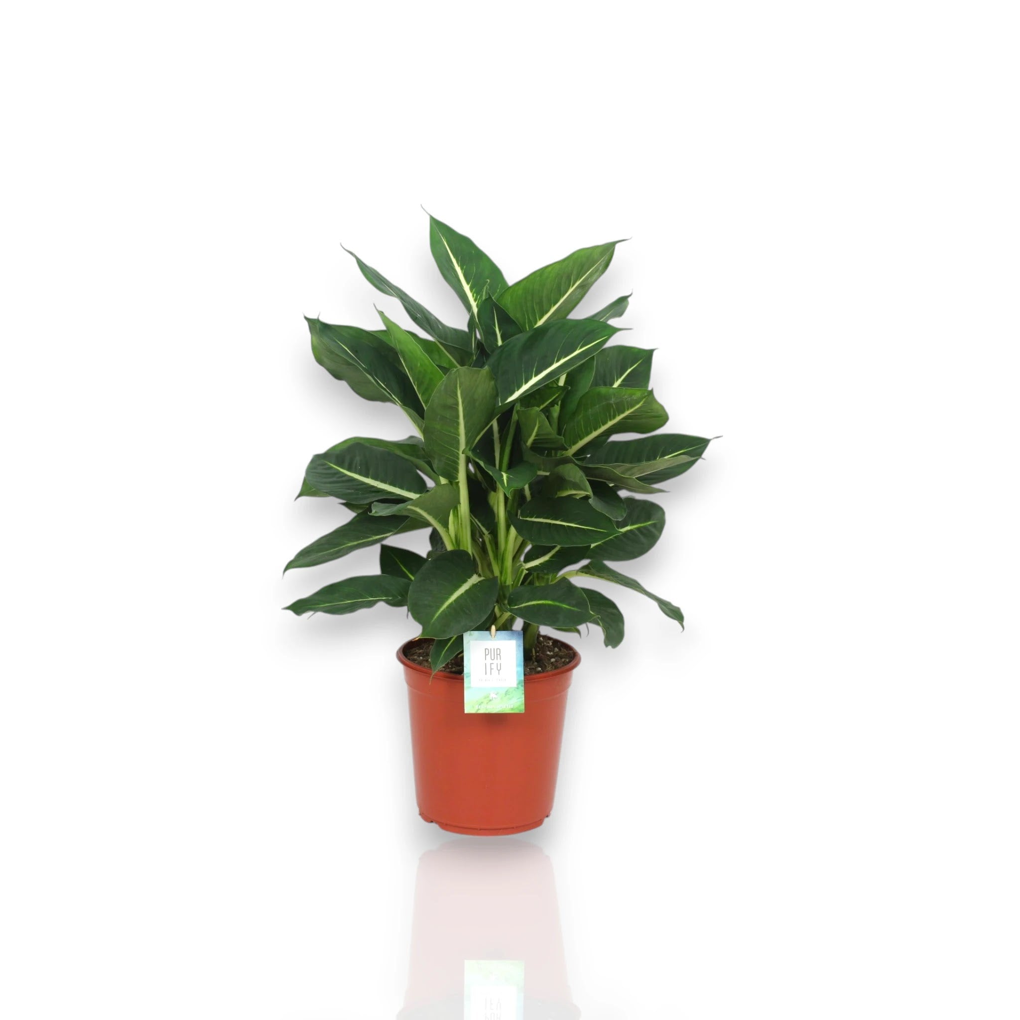 Dieffenbachia Green Magic in vaso, pianta da interno con foglie variegate verde scuro