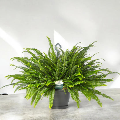 Nephrolepis exaltata 'Green lady'