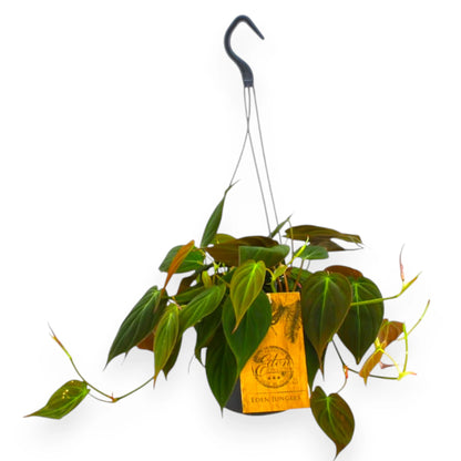 Philodendron 'Micans'