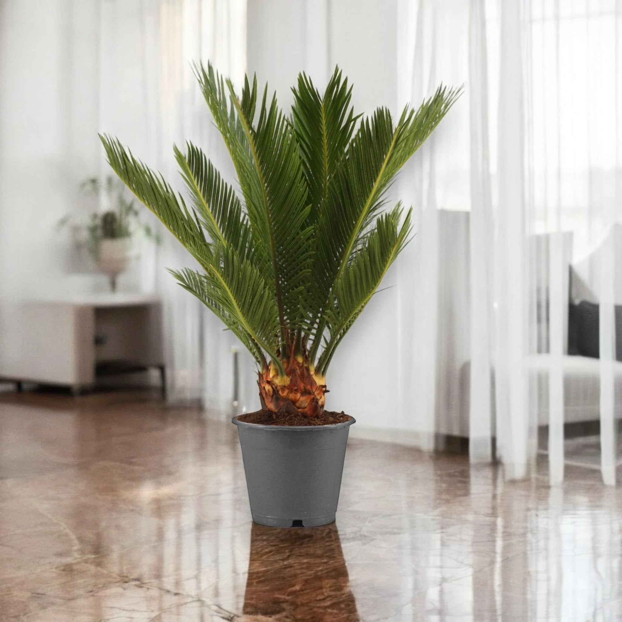 Cycas revoluta