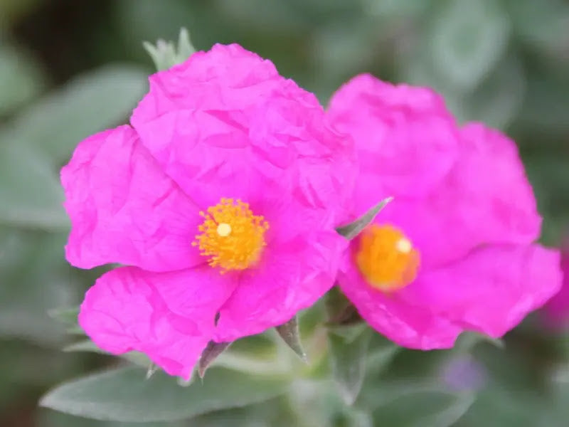 Cistus pulverulentus cespuglio compatto con foglie grigio-argentee e fiori fucsia in giardino roccioso