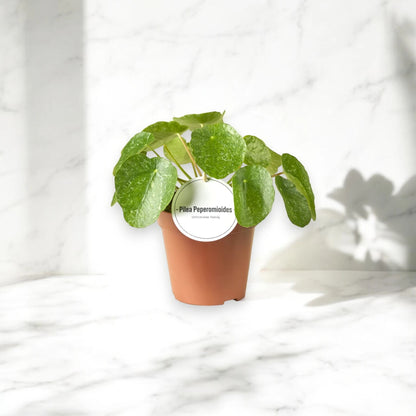 Pilea peperomioides