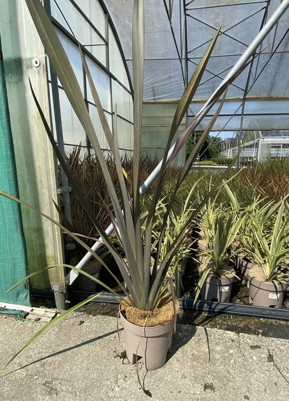 Phormium tenax
