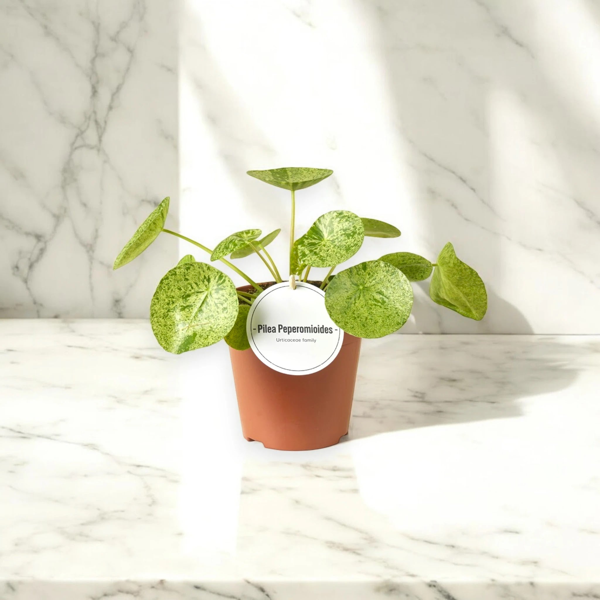 Pilea peperomioides