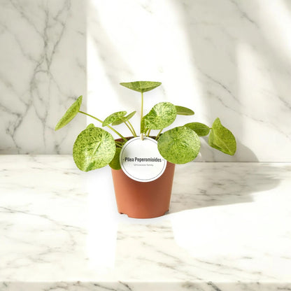 Pilea peperomioides