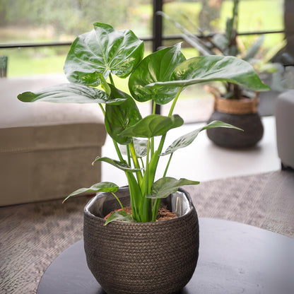Alocasia cucullata