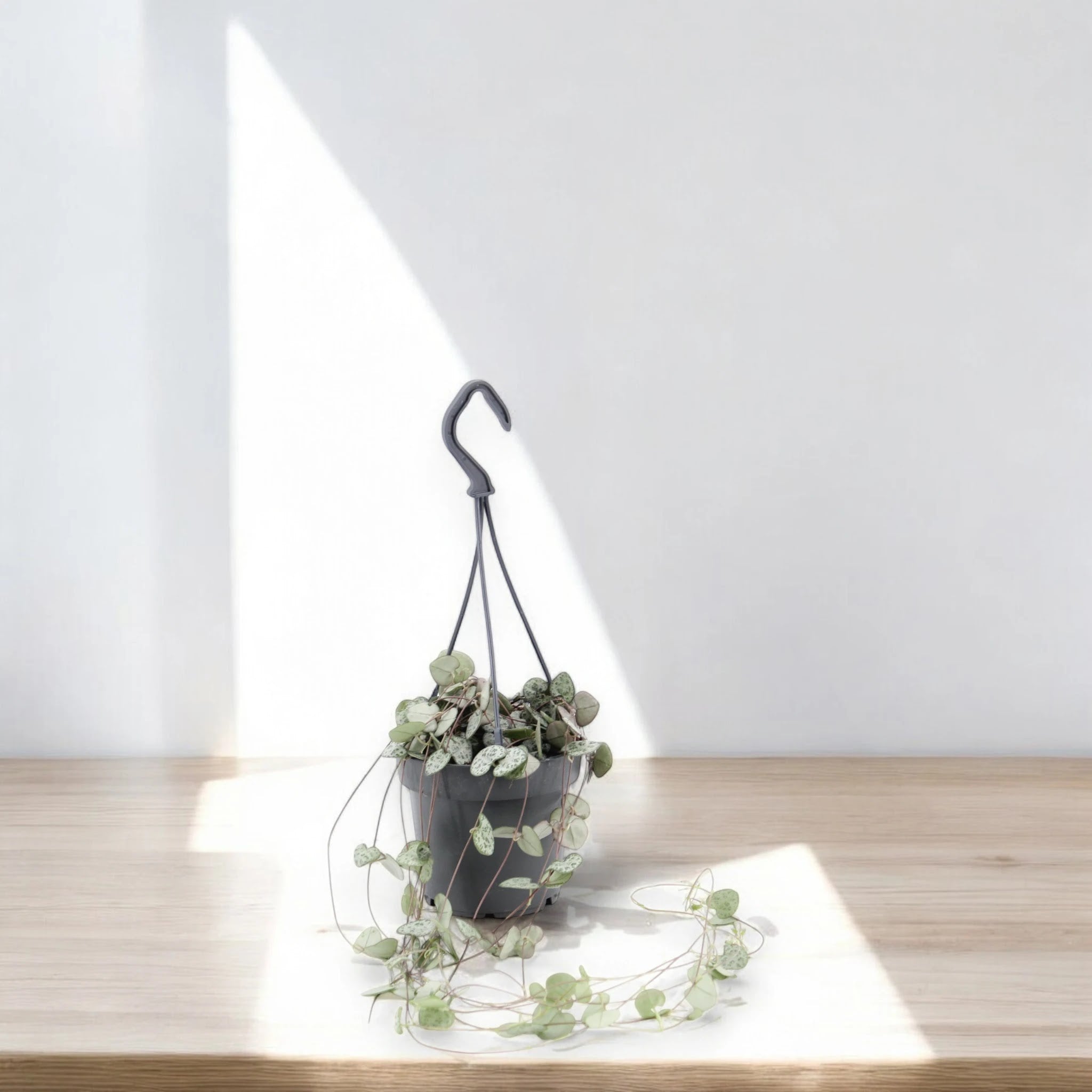 Ceropegia woodii