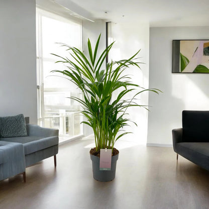 Areca - Dypsis lutescens