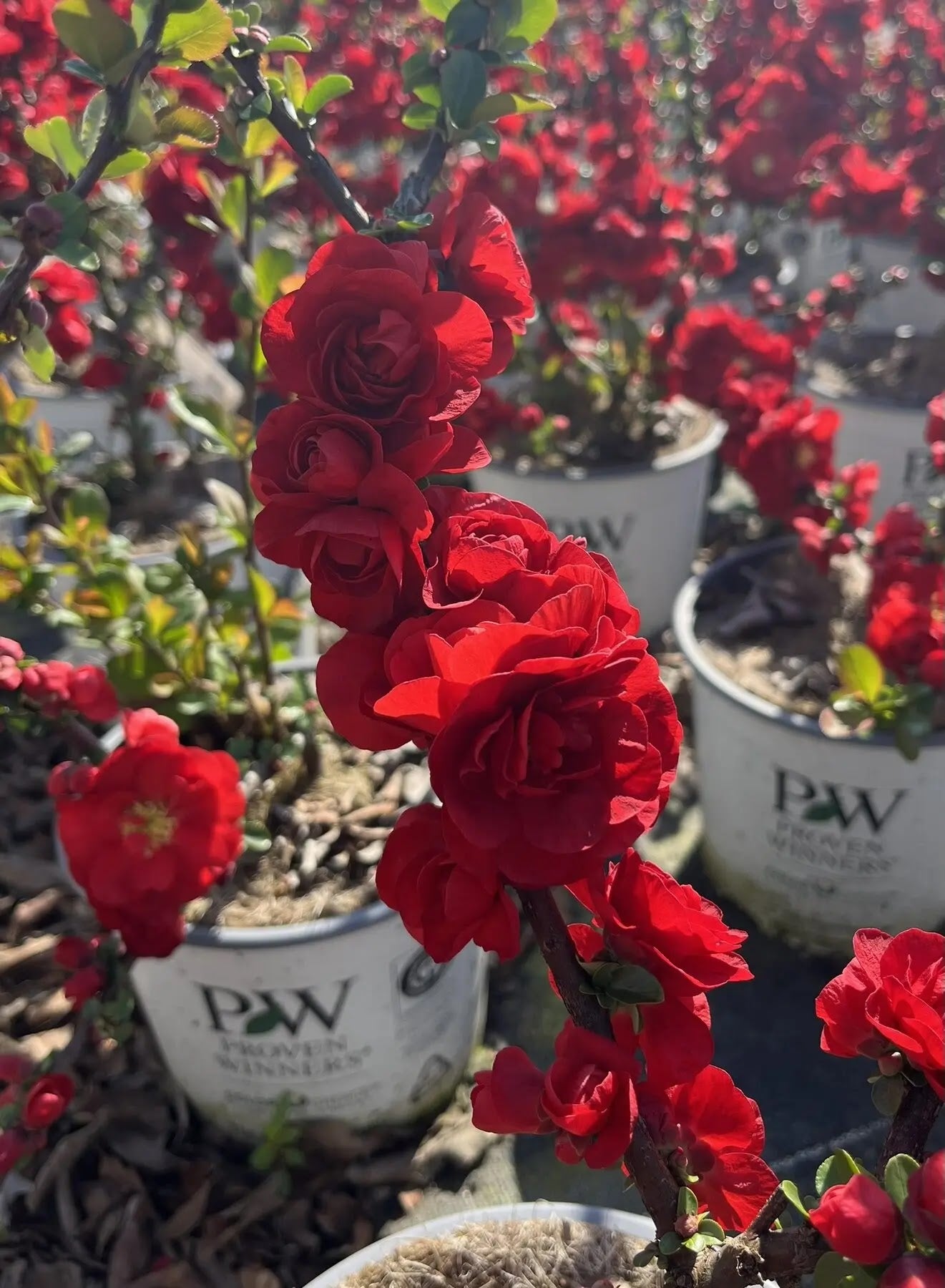 Dettaglio fiori doppi rosso intenso di Chaenomeles speciosa Scarlet Storm con foglie verde lucente
