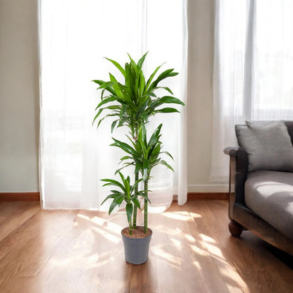 Dracaena fragrans 'Janet craig'