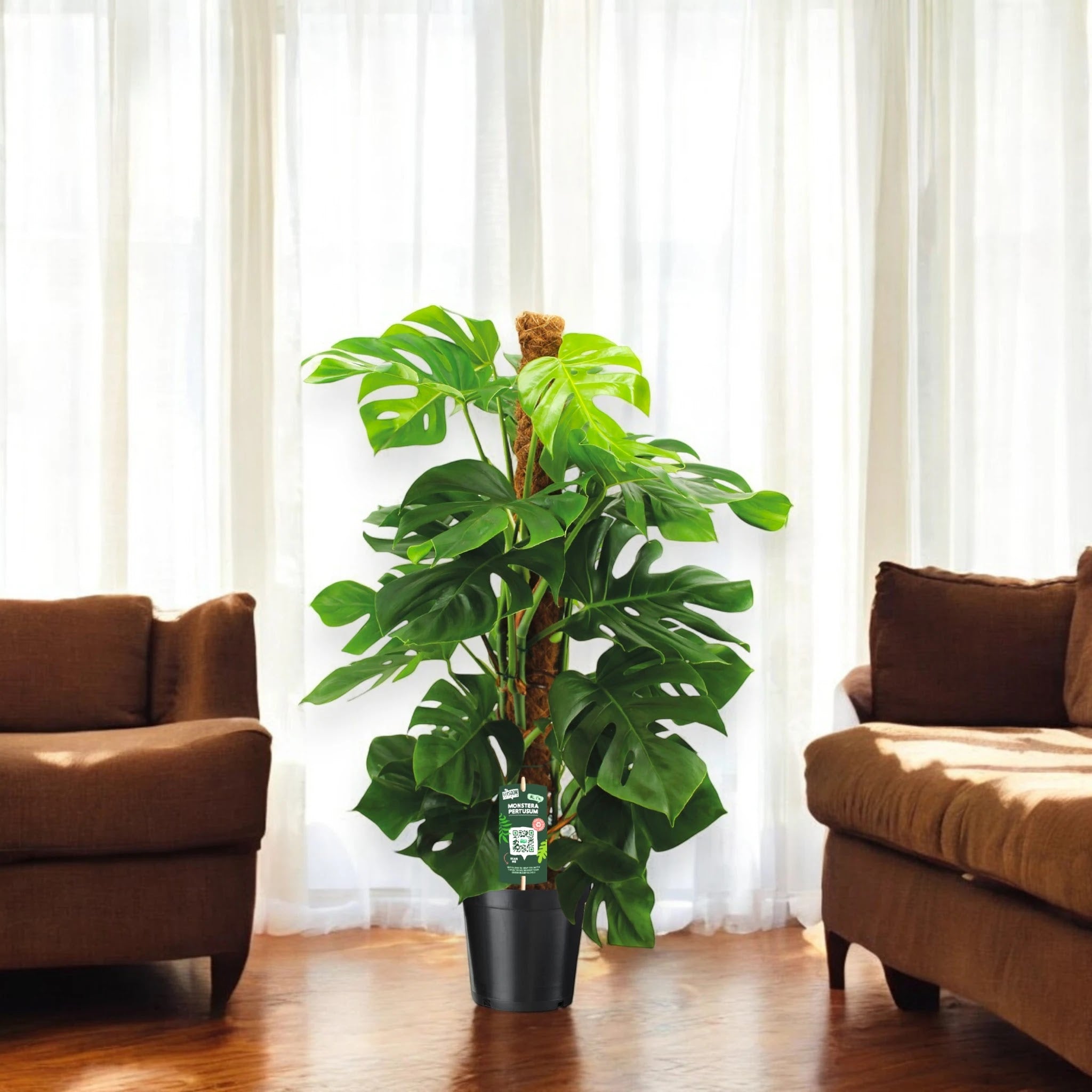 Monstera deliciosa