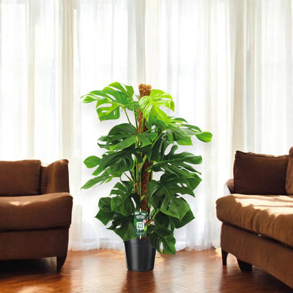 Monstera deliciosa