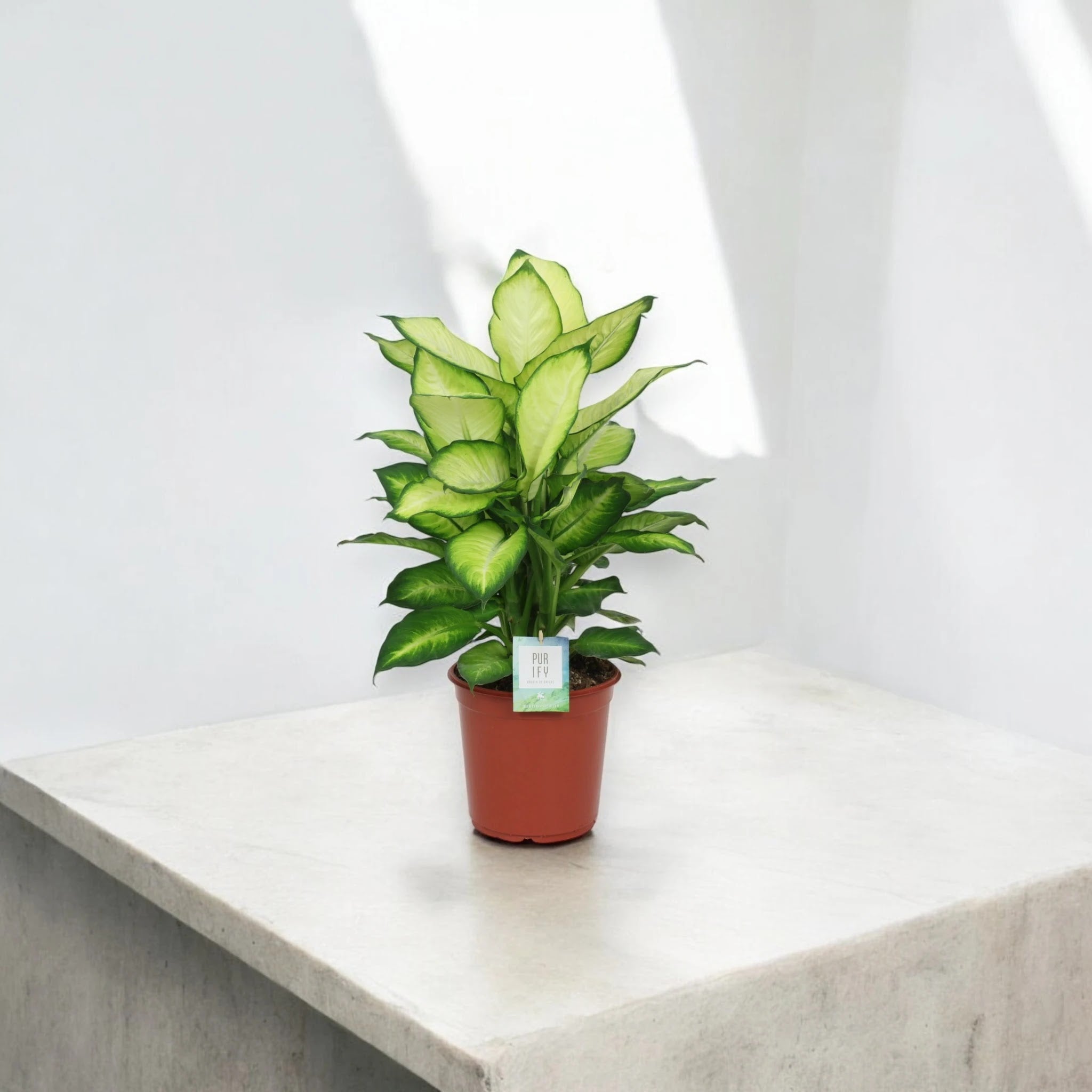 Dieffenbachia 'Summer style'