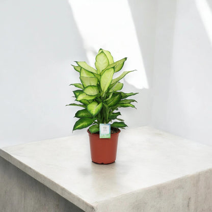 Dieffenbachia 'Summer style'