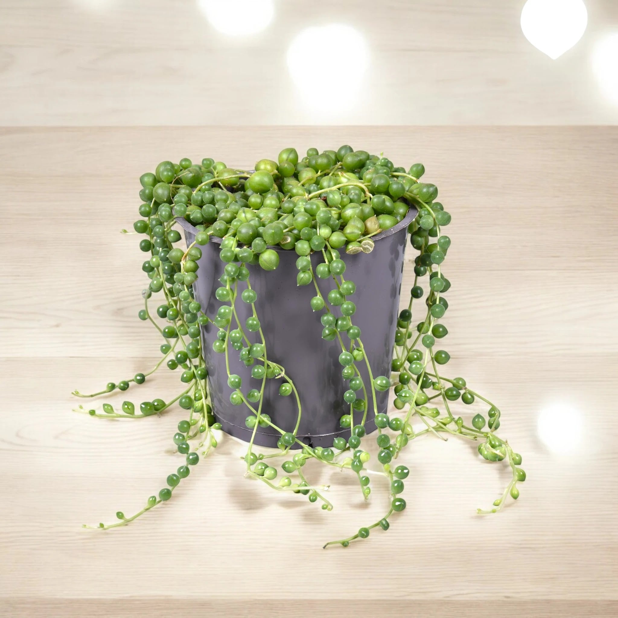 Senecio rowleyanus
