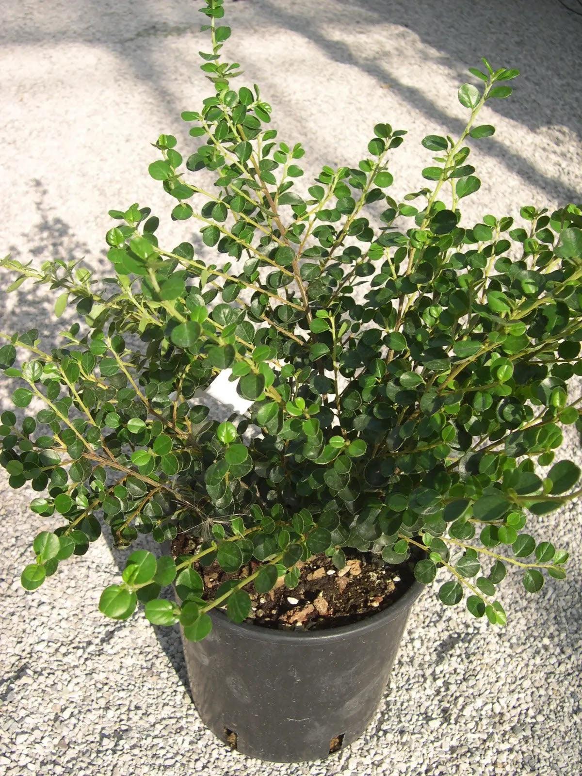 Cotoneaster horizontalis