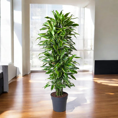 Dracaena fragrans 'Golden coast'