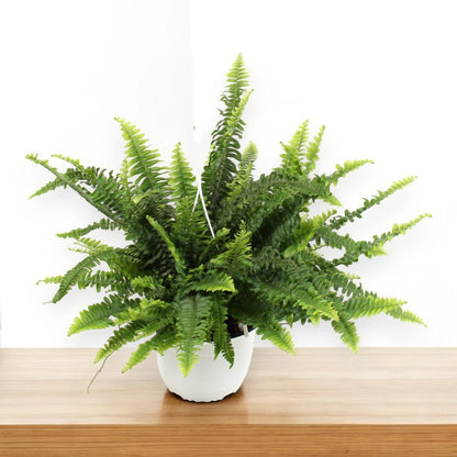 Nephrolepis exaltata 'Sonata'