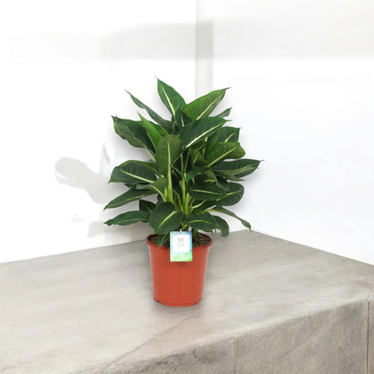 Dieffenbachia 'Green magic'