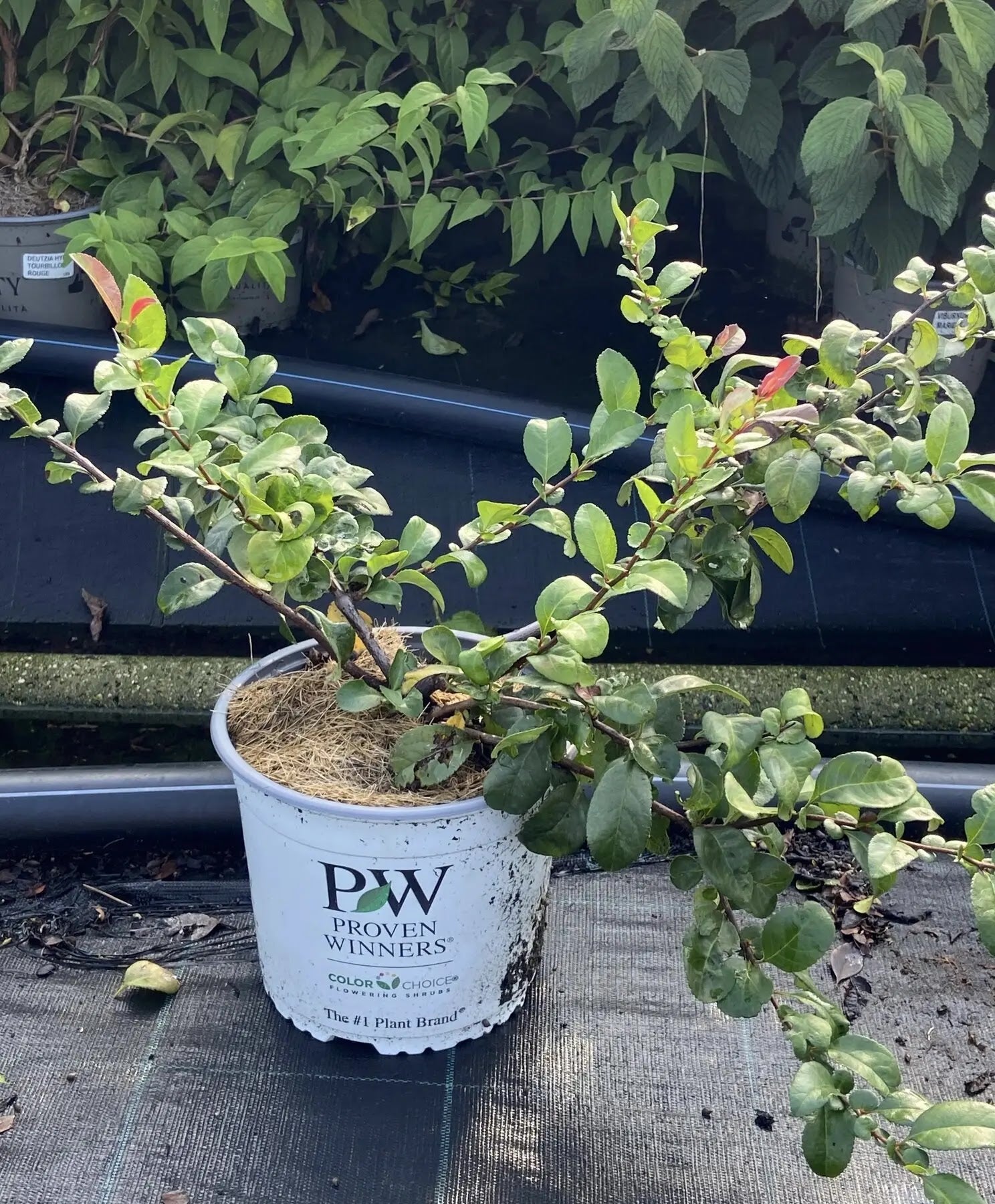 Fior di Pesco - Chaenomeles speciosa 'Pink Storm'