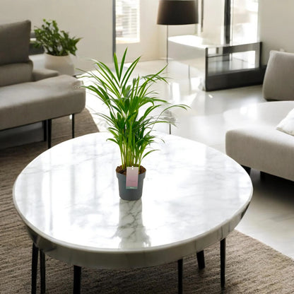 Areca - Dypsis lutescens