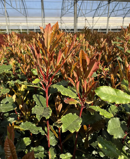 Photinia serratifolia 'Crunchy'