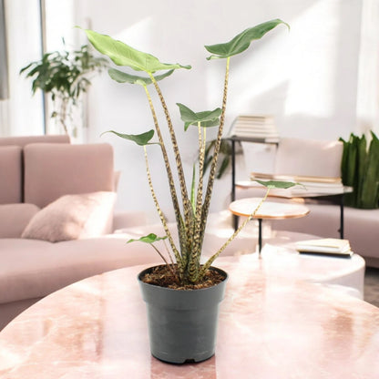 Alocasia zebrina 'Siberian Tiger'