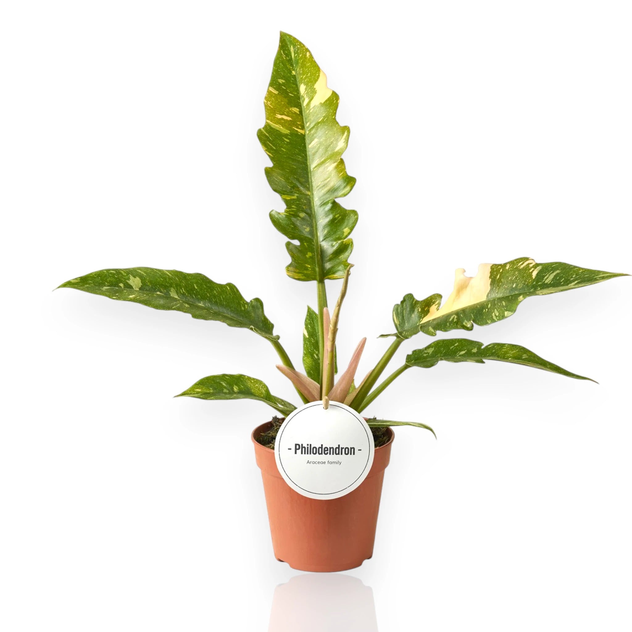Philodendron ring of Fire
