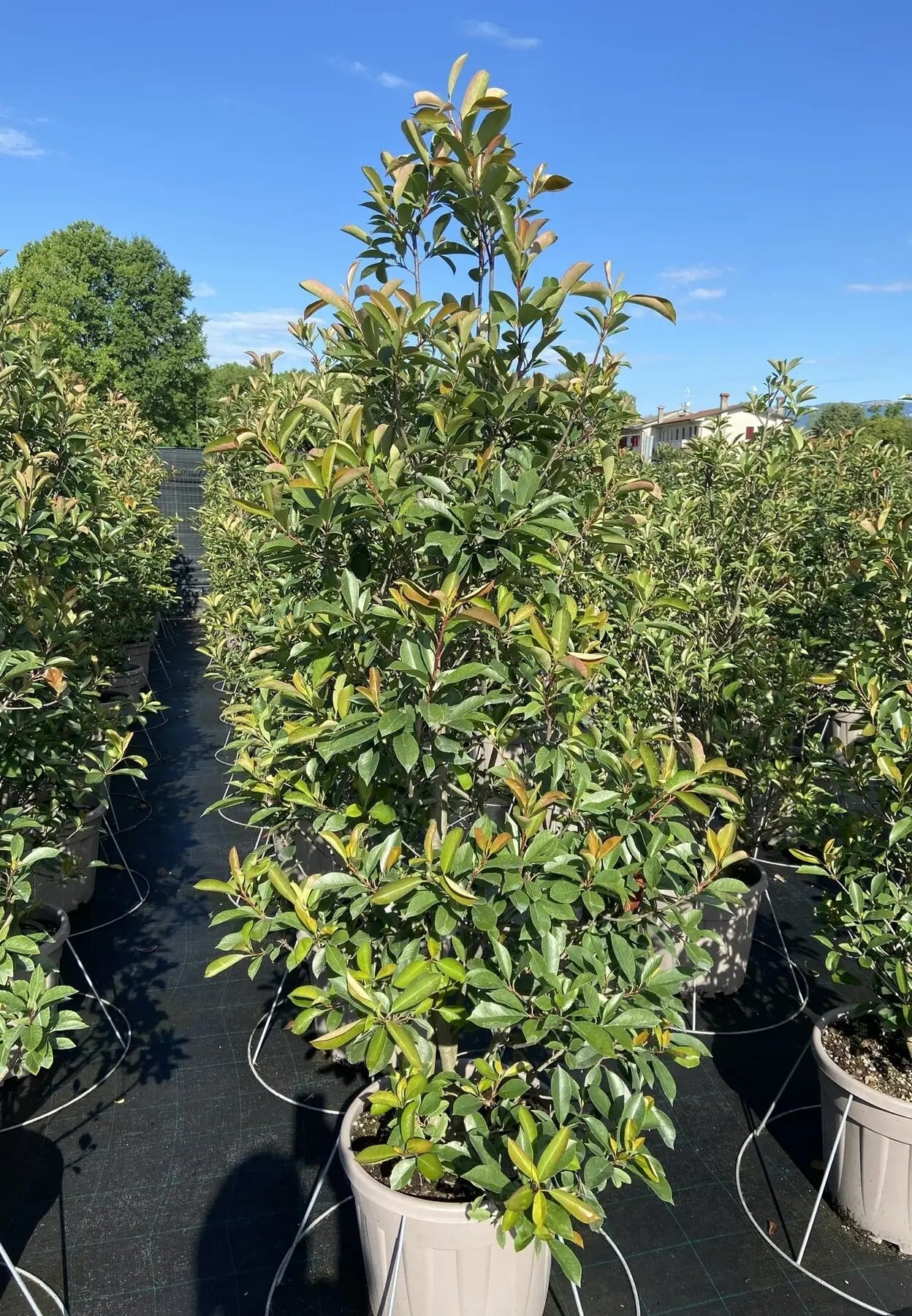Photinia fraseri 'Red Robin'
