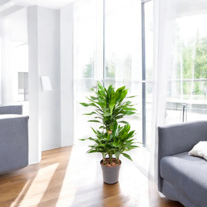 Dracaena fragrans 'Janet Lind'