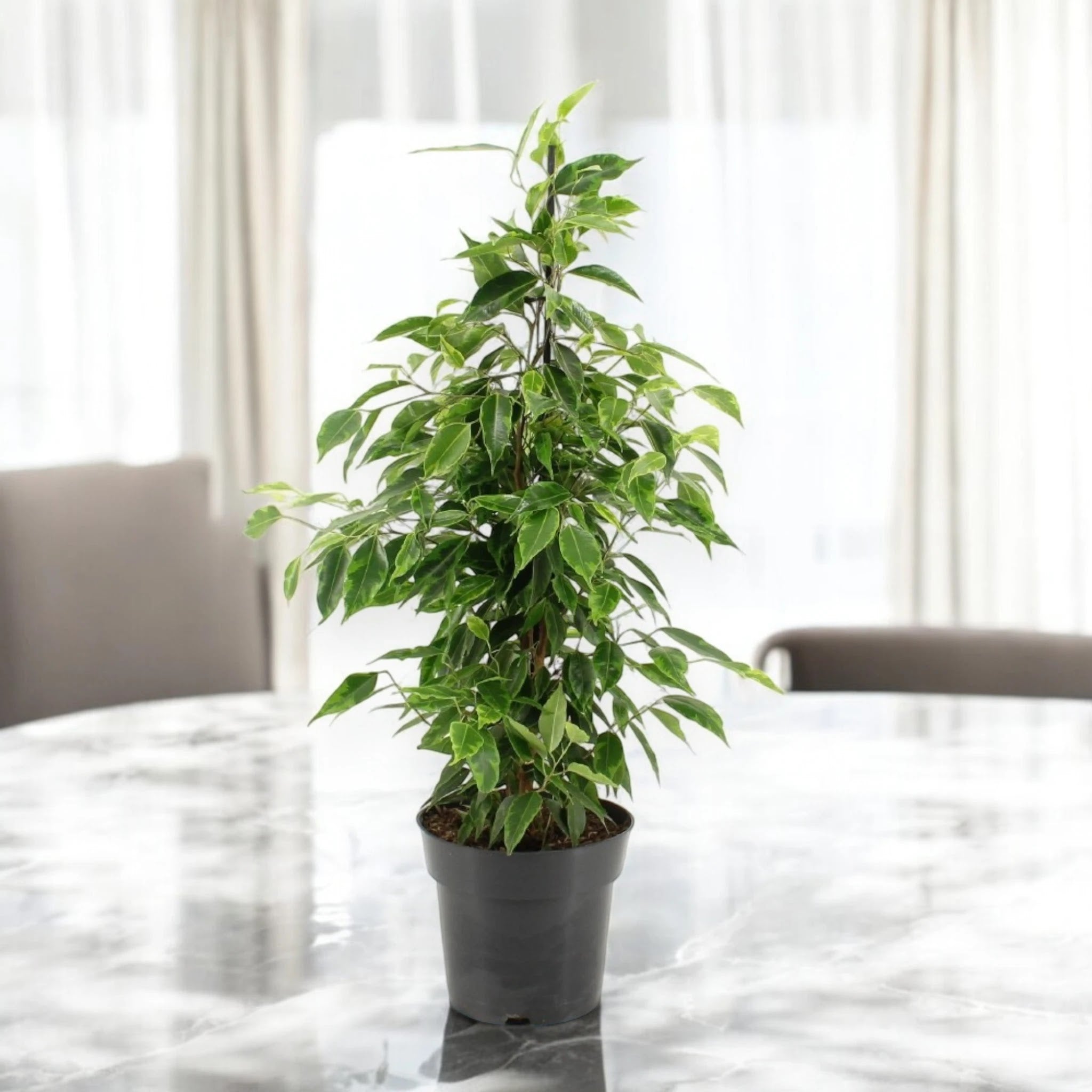 Ficus benjamina 'Anastasia'
