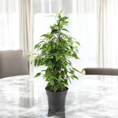 Ficus benjamina 'Anastasia'