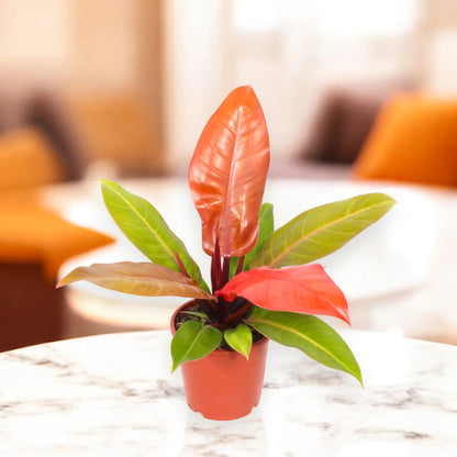 Philodendron 'Prince of orange'
