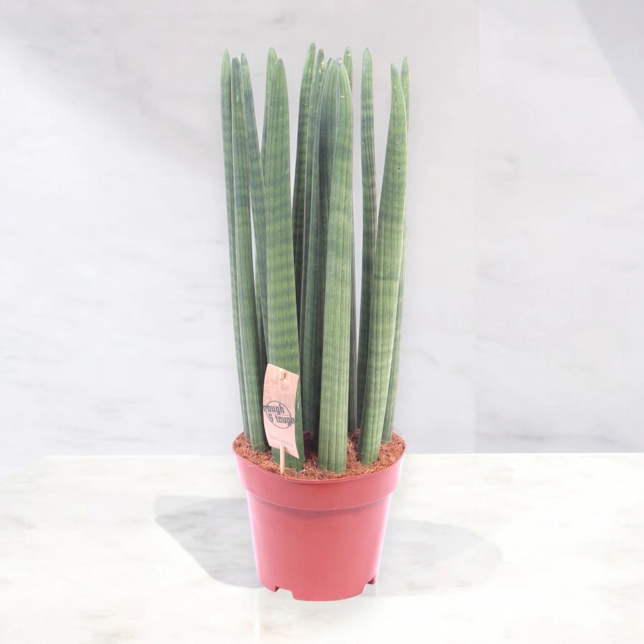 Sansevieria cylindrica 'Straight'