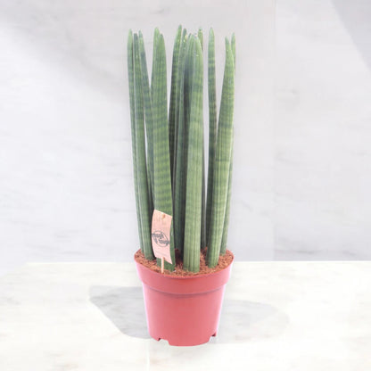 Sansevieria cylindrica 'Straight'