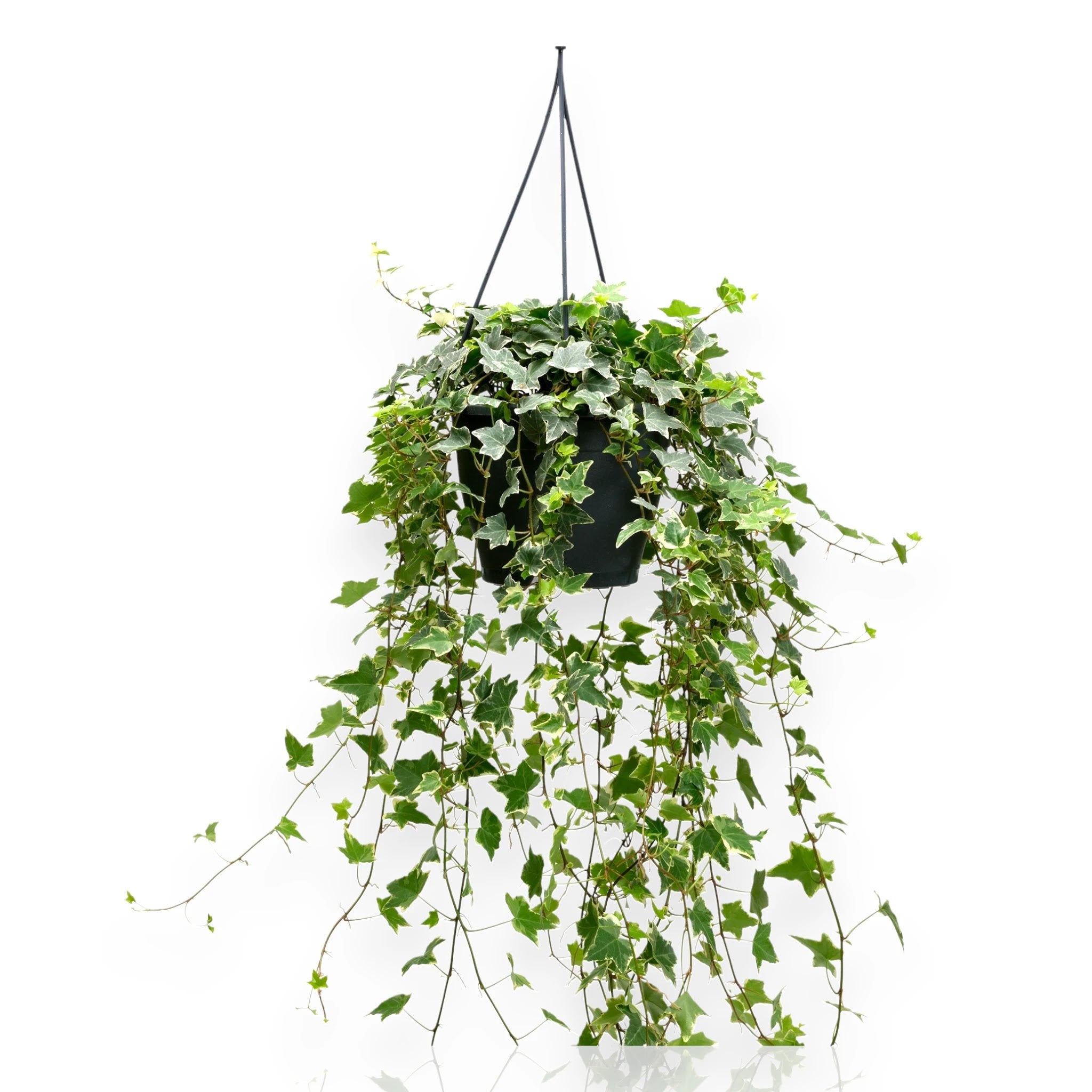 Edera - Hedera helix 'Eva'
