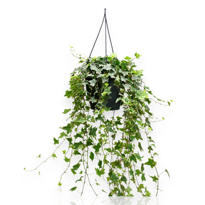 Edera - Hedera helix 'Eva'