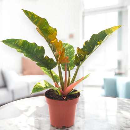 Philodendron ring of Fire