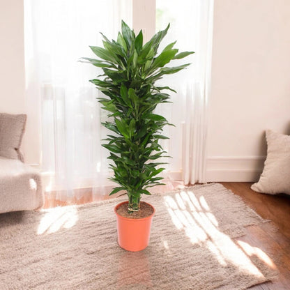 Dracaena fragrans 'Janet Lind'