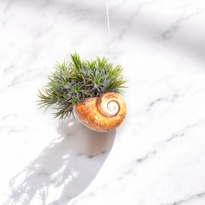 Tillandsia 'Shelly'