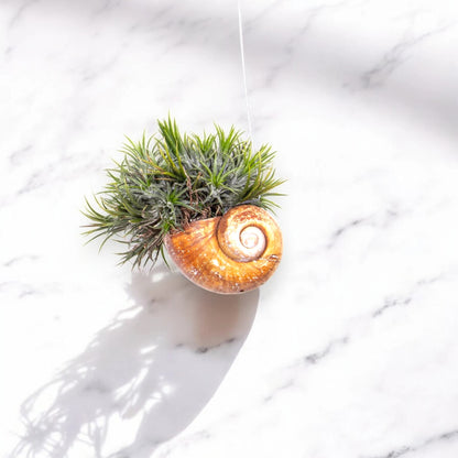 Tillandsia 'Shelly'