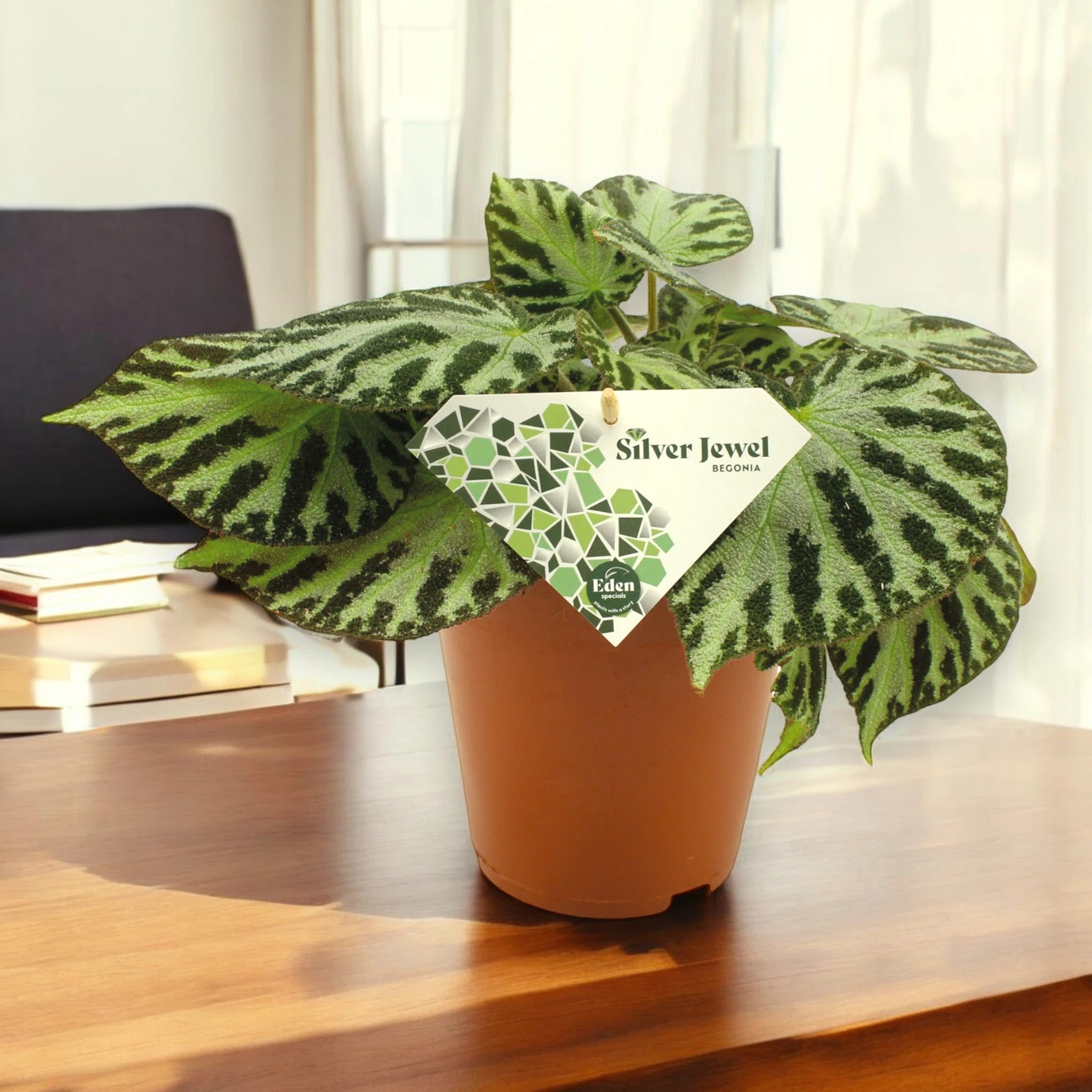 Begonia 'Silver Jewel'