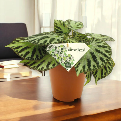 Begonia 'Silver Jewel'
