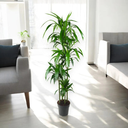 Dracaena fragrans 'Janet craig'
