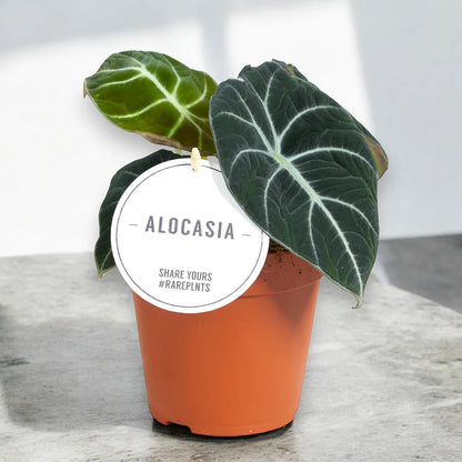 Alocasia 'Black velvet'